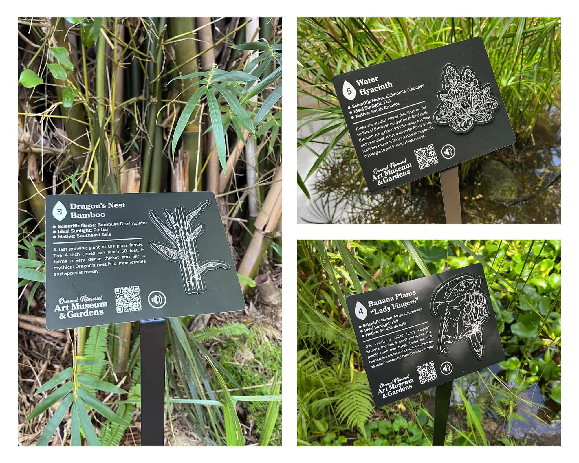 Featured Plants 3 Featured Plants 3