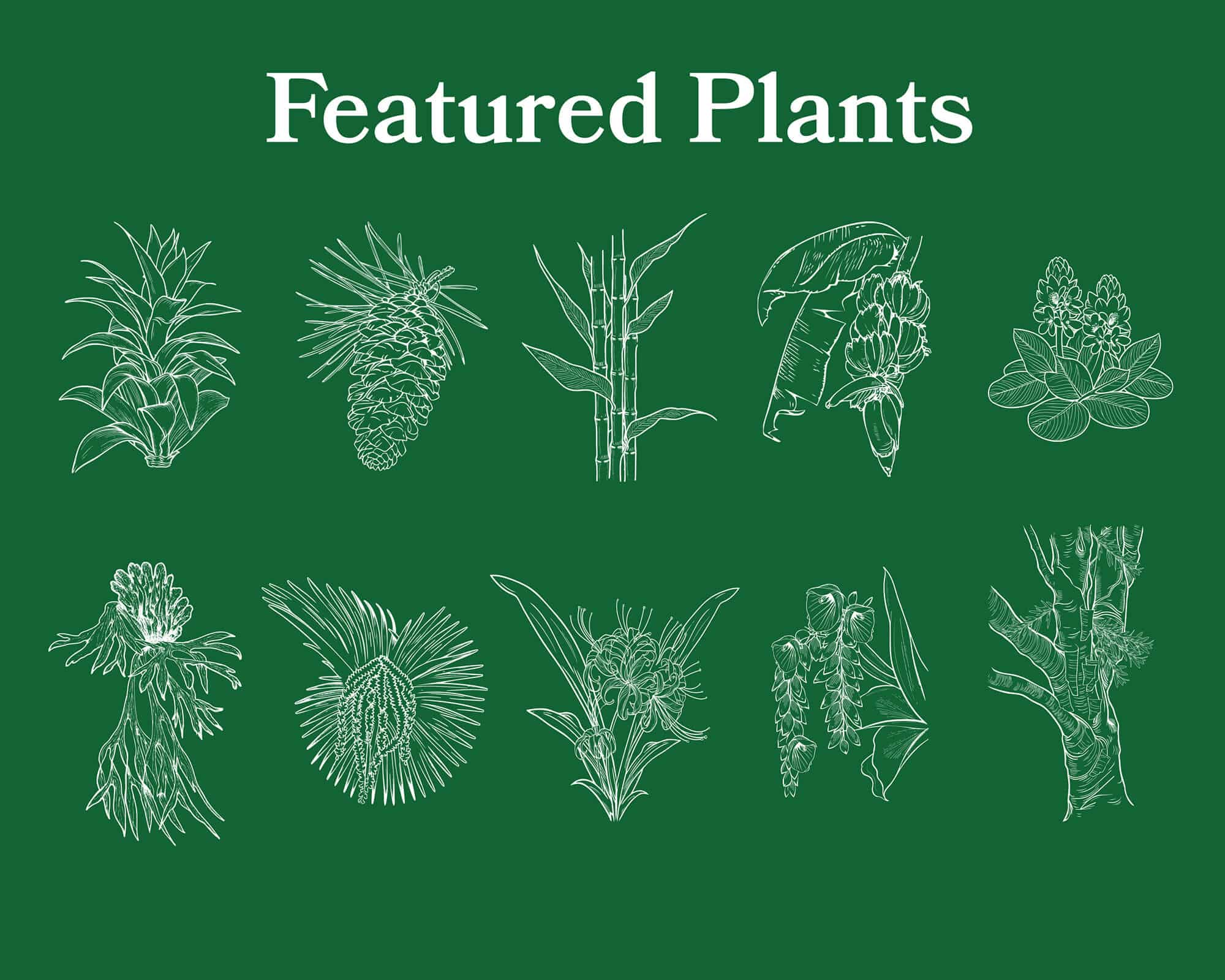Featured Plants Featured Plants