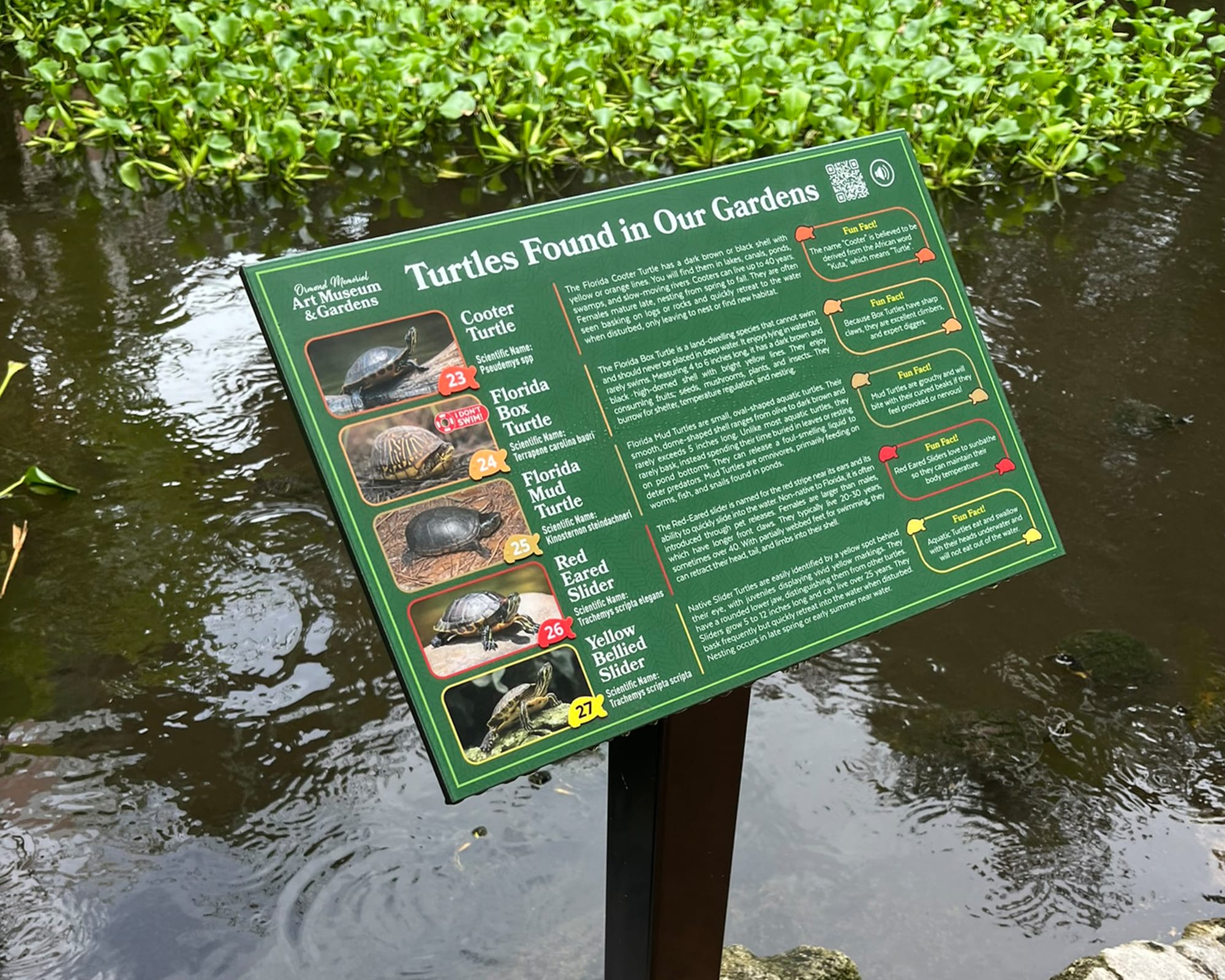 Turtle Sign Photo Turtle Sign Photo